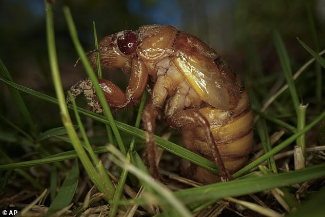 Trillions of cicadas will arrive in the Southeast and Midwest, according to the University of Connecticut