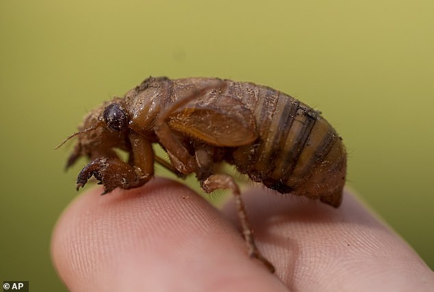 Pictured: the same cicada nymph on a person's two fingers