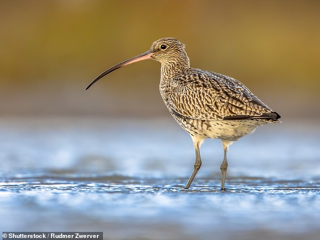 Birds such as curlew (pictured), lapwings and skylarks nest on the ground, meaning their eggs or chicks are often crushed by livestock (archive photo)