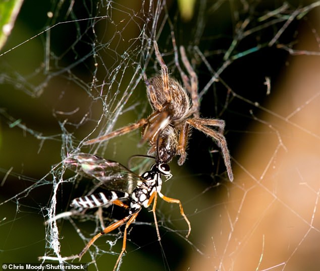 Badumna longinqua, also known as the gray house spider, is also spreading throughout Britain.  The species is pictured here devouring a wasp in Rotorua, New Zealand