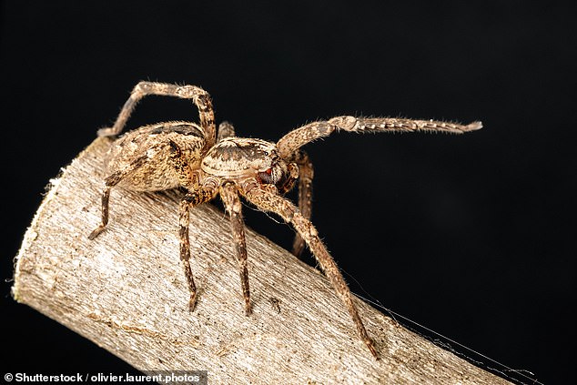 Another newcomer is the false wolf spider (Zoropsis spinimana), a Mediterranean species that 'thrives' in homes in London