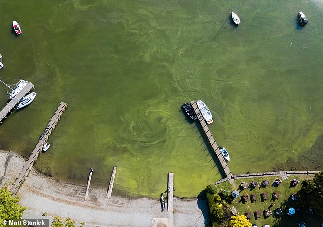 Algal blooms absorb so much oxygen from the water that they kill fish and other animals.  Extremely strong flowers even produce toxins that can be harmful to humans