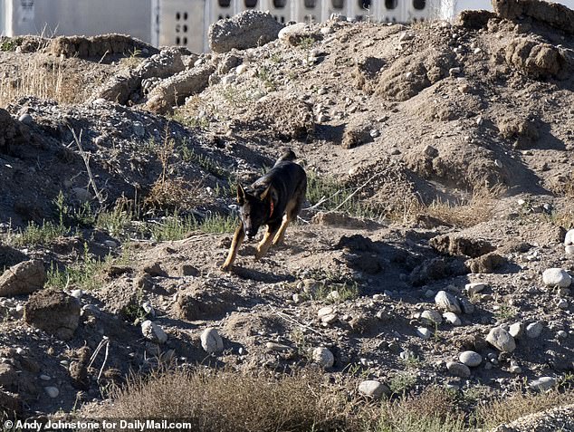 Suzanne Morphew's remains were found in the fall.  Cadaver dogs are pictured at the scene where Chaffee County Sheriff's officers, FBI and CBI were searching in Colorado