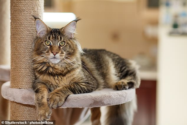 Analysis found that the average life expectancy for companion cats is 11.7 years (stock image)