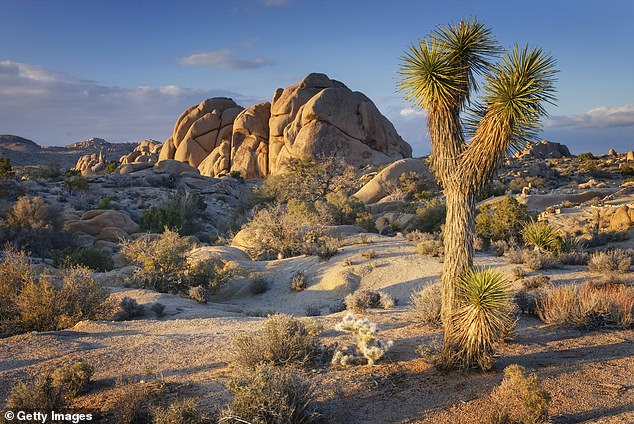 Demand for her services skyrocketed as investors flocked to the Mojave Desert and built new homes, some of which were converted into short-term rentals.