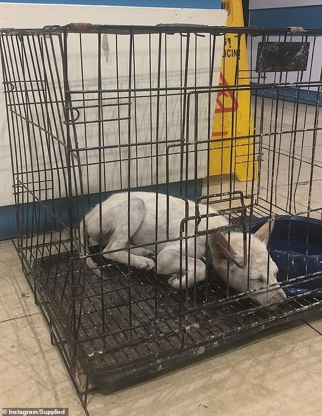 The dog (photo) was taken to a veterinary clinic and was found not to have been injured, but had health problems related to its wandering behavior.  The couple has paid all vet bills