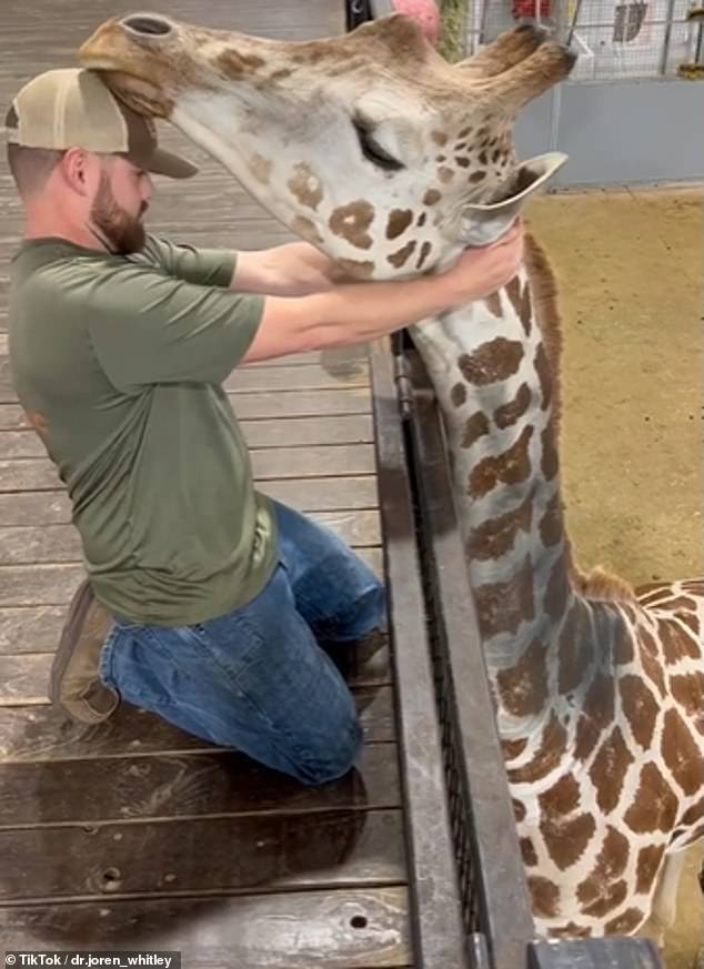 In a video on TikTok, Whitley is seen twisting and turning the giraffe's neck before hearing an audible popping sound