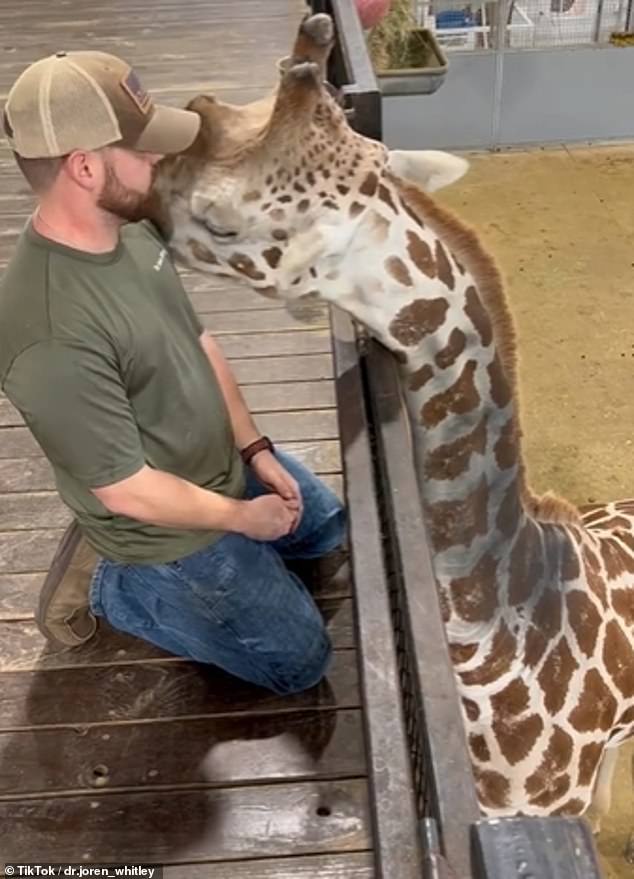 Whitley said working on the giraffe's neck was a dream and enjoyed cuddling up to him as if they were best friends