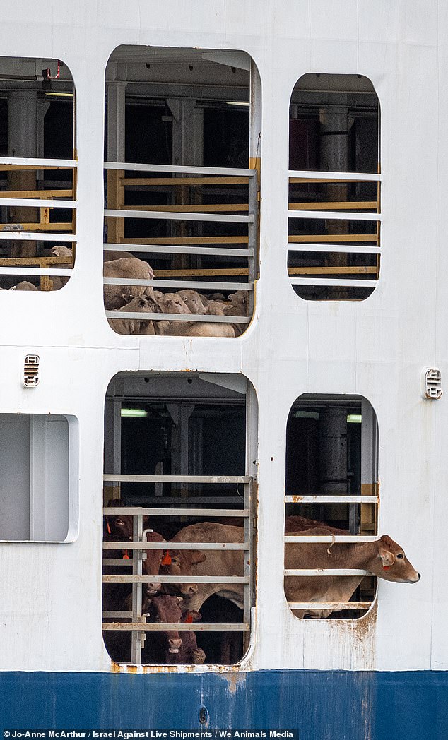 Live sheep exports (pictured with livestock exports) will be phased out in May 2028