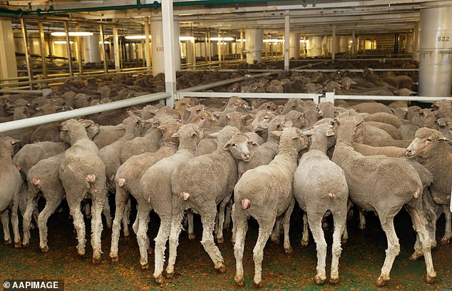 Farmers who have hundreds of sheep that they will have to 'destroy' because they 'have nowhere to go' (stock image)