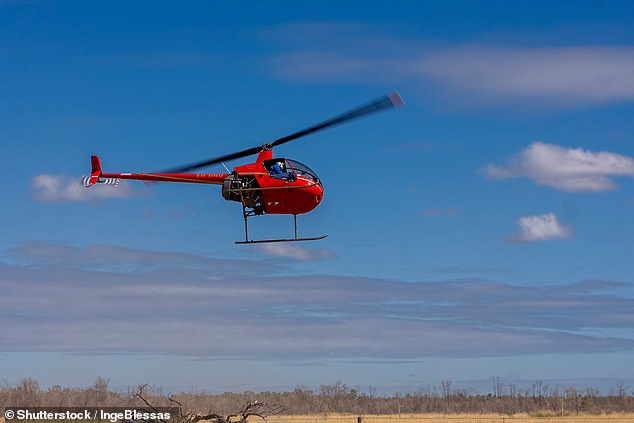 One man is said to have rounded up the cattle with a helicopter (stock photo), while a ground crew using bull-catching buggies