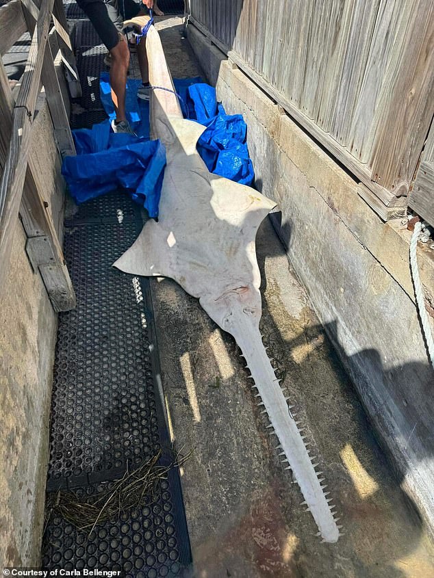 There have been more than 500 reports of spinning fish off the coast of Key West.  The smalltooth sawfish is most at risk as it is critically endangered, and the phenomenon has already claimed 47 lives