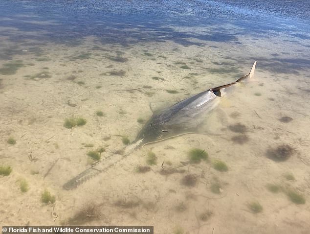 There are also reports of smalltooth sawfish beaching themselves, adding to the increasingly worrying behavior of other fish that have been spotted spinning off the coast of the Florida Keys.