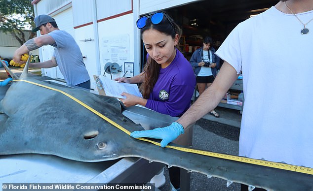 The sawfish species is a critically endangered species, probably due to habitat loss.  The species once lived as far away as the coast of central West Africa to North Carolina