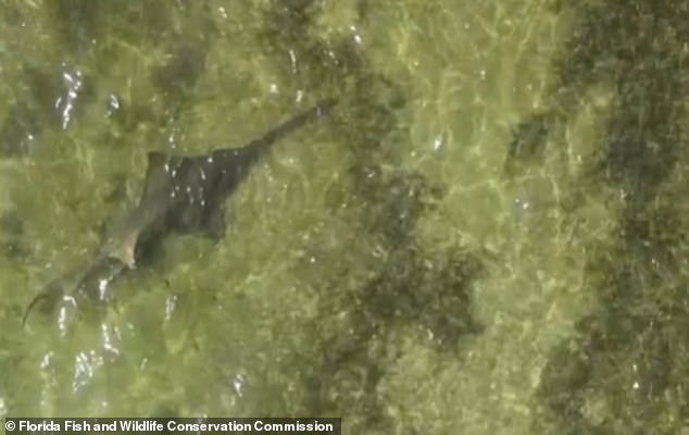 The FWC took blood and tissue samples from the rescued sawfish to determine if there were toxins in the system