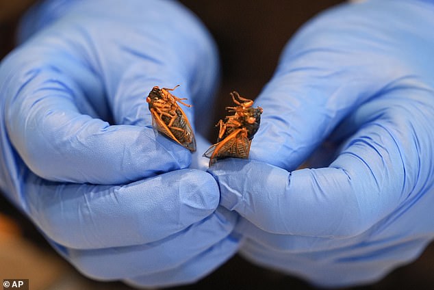 Zach Lemann, curator of animal collections for the Audubon Insectarium, fries crickets to eat at the insectarium in New Orleans, Wednesday, April 17, 2024