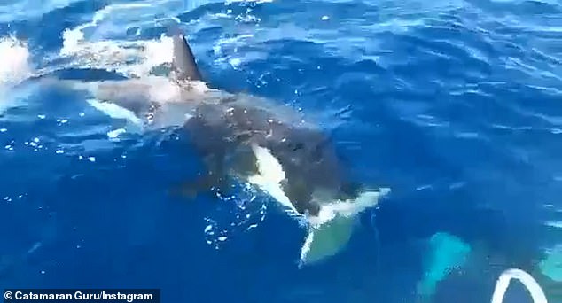 During a terrifying encounter last June (pictured), a killer whale circles a luxury yacht before brutally ripping off the rudder, leaving the boat's crew adrift off the coast of Gibraltar.