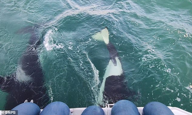 Two killer whales attack Dieter Peschkes' yacht off the coast of the Iberian Peninsula in 2021