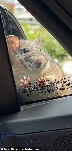 The rat pressed its paws against the glass and then hid behind the side mirror as Kyle breathlessly begged, 