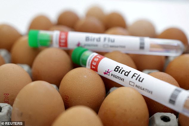 There are concerns that bird flu viruses could spread from livestock to humans (stock)