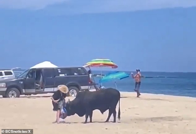 Footage showed the woman, wearing a black dress and tan sun hat, trying to gather her belongings on the beach as the curious bull prowled around.