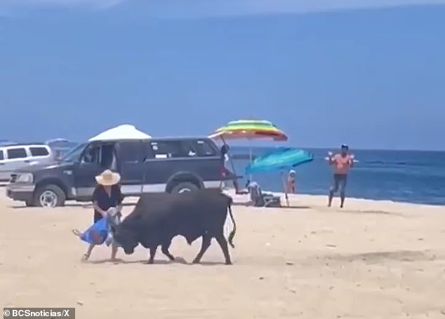 The bull is seen using its horns to snatch her bag from her hands, while a man in the back begs the woman to get away from the animal