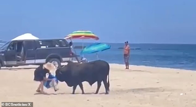 The woman quickly loses control of her belongings and pushes the bull away by its horns