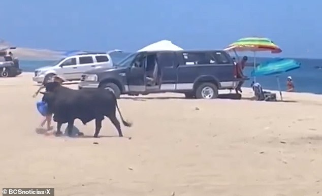 She is seen running away from the bull after it first charged at her, knocking her belongings out of her hand onto the sand