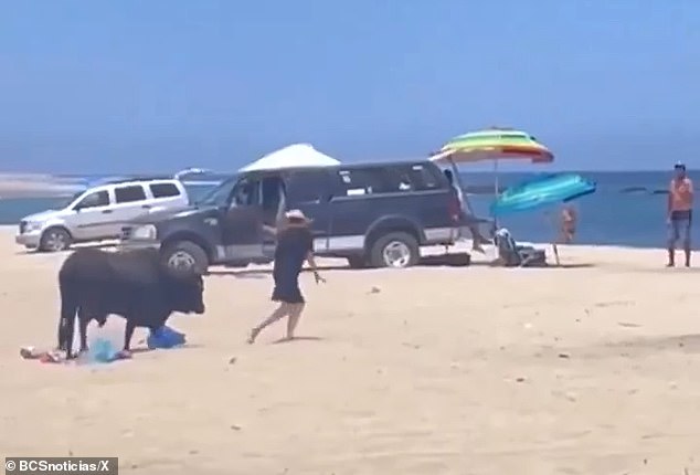 The woman is seen as the bull prepares to chase her.  A man (far right) tried to keep her away from the bull the entire time, but she continued to interact with it