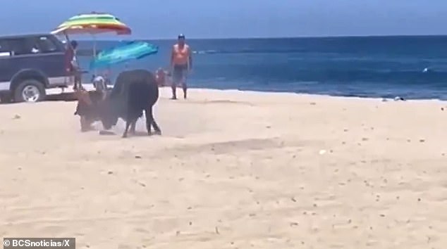 The woman can barely be seen as the bull pins her to the ground and surrounds her with sand as she tries to get up