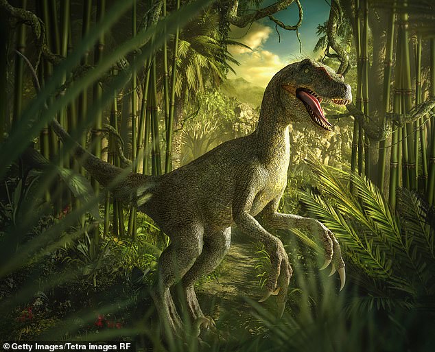 Theropods such as Velociraptor (pictured) are among the earliest ancestors of modern birds.  The researchers say this suggests that the warm-blooded nature of birds could have evolved 180 million years ago