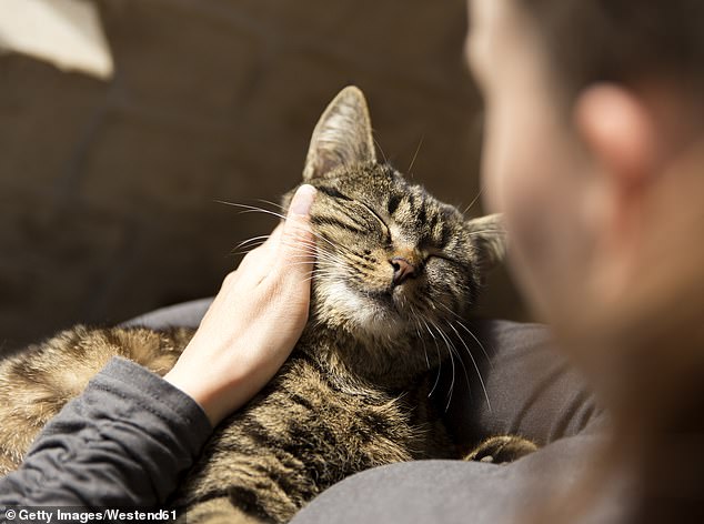 A growing number of councils are imposing curfews on cats or rules requiring cats to be kept indoors, but this could become a national law – and research shows most people support the idea