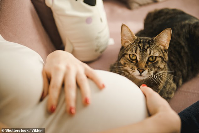 Cat-borne diseases such as toxoplasmosis are surprisingly common and can cause complications with brain function and pregnancy