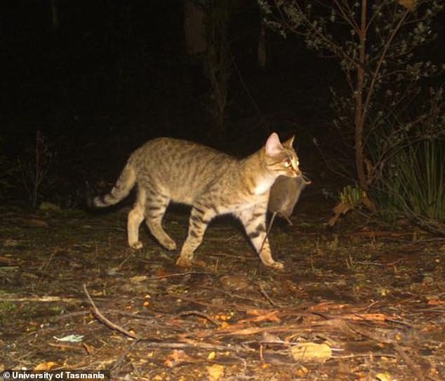 A wild cat has been pictured in Tasmania after hunting a native marsupial