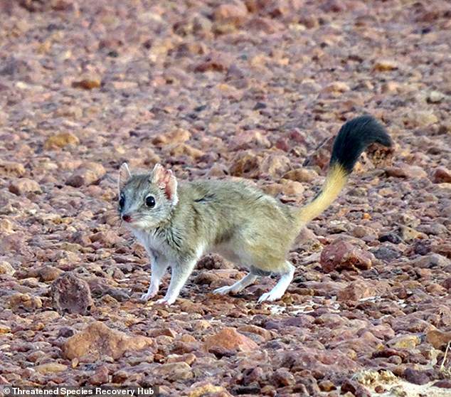 The kowari, a native marsupial found in inland Australia, has recently been upgraded to an endangered species, largely thanks to feral cats