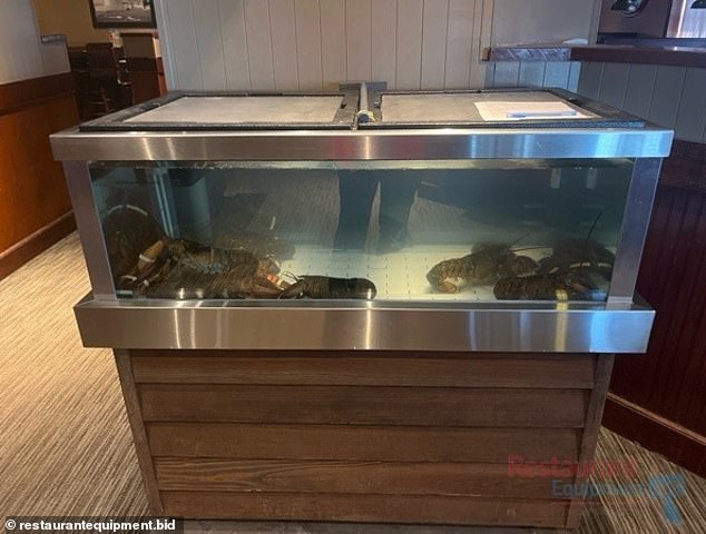 Live lobsters are still in their tanks at the Grand Forks Red Lobster in North Dakota