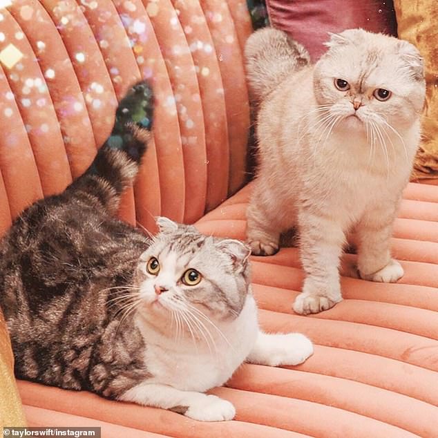 The Scottish Fold has risen in popularity in recent years, with pop star Taylor Swift owning a pair called Meredith Gray and Olivia Benson (pictured)