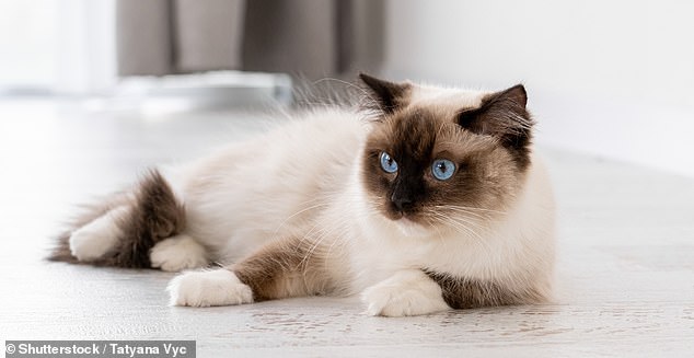Meanwhile, Ragdoll cats, known for their love of being held and cuddled, came a close second in the poll, with more than half of Brits rating Ragdolls as the most affectionate (stock image)