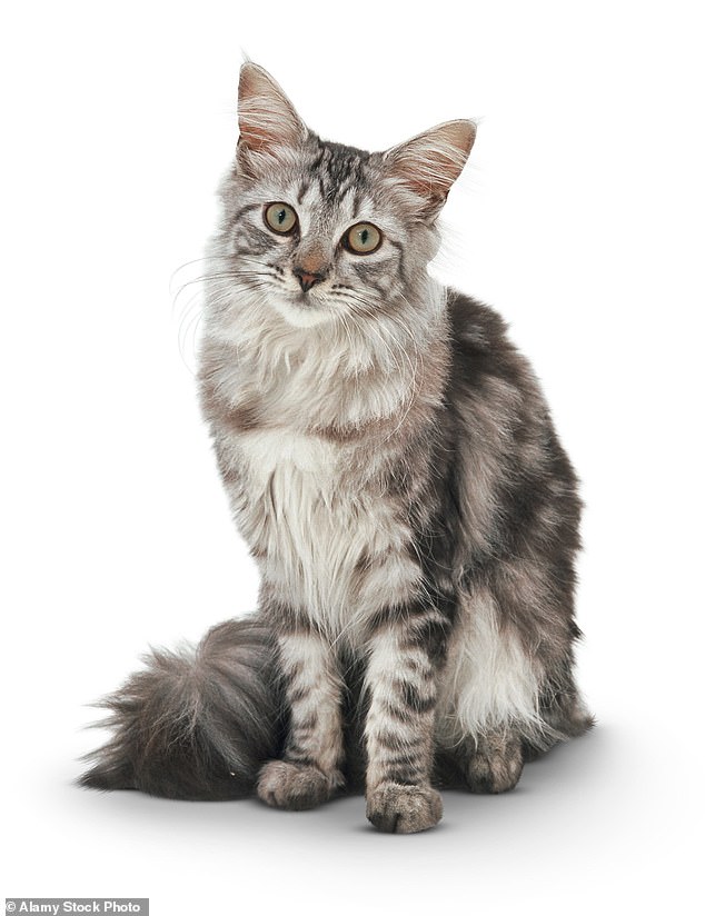 46 percent of pet owners in Britain chose Maine Coons as the most affectionate cat breed (stock image)
