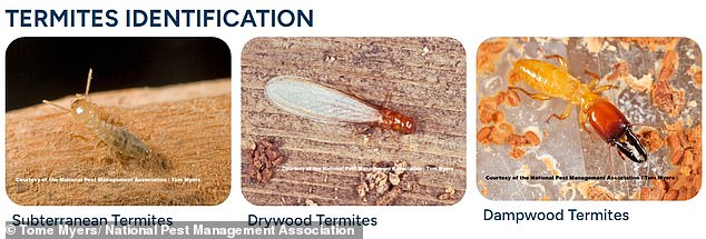 There are about 45 different species of termites found in the country, but they fall into three different categories: subterranean termites, drywood termites, and dampwood termites.