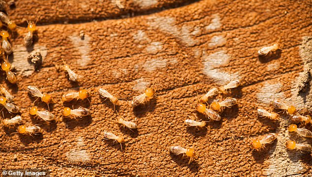 A close-up of the termites gathering on a piece of wood