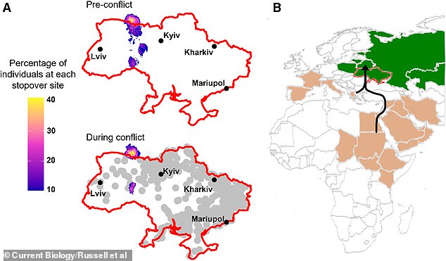 Researchers from the University of East Anglia found that shortly after Ukraine was invaded by Russia, the birds' usual migration route was changed