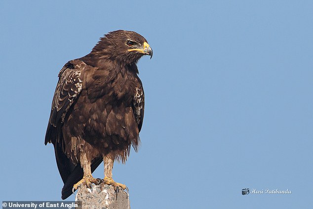 In the study, the researchers wanted to understand whether the migration of the Great Spotted Eagle was influenced by the Russian invasion of Ukraine.