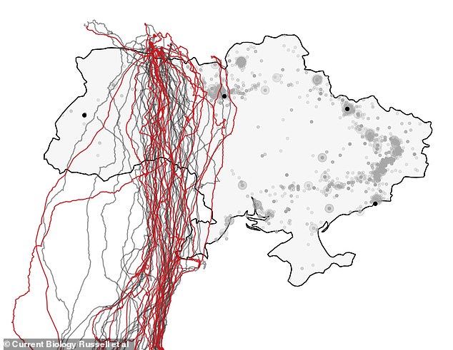 The team was already studying the species and had fitted the eagles with GPS tracking equipment.  This allowed them to compare movement and migration before and shortly after the Russian invasion in February 2022