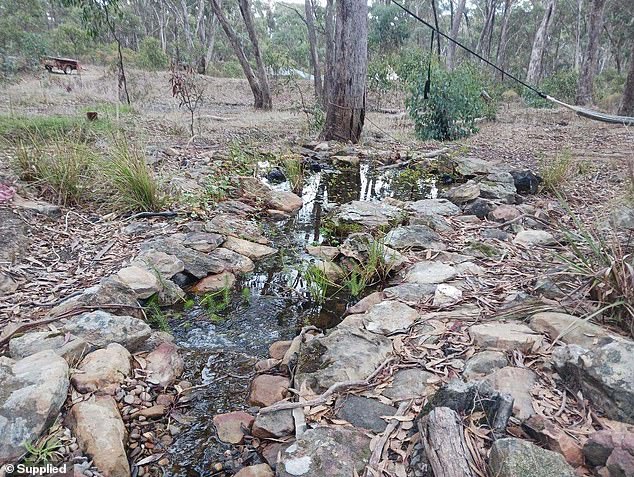 Mr Muller built a series of swimming pools to allow a natural ecosystem to thrive on the property