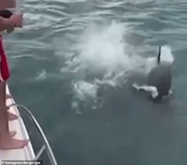 Shocking footage captured the moment his body hit the water near where two whales swam before disappearing