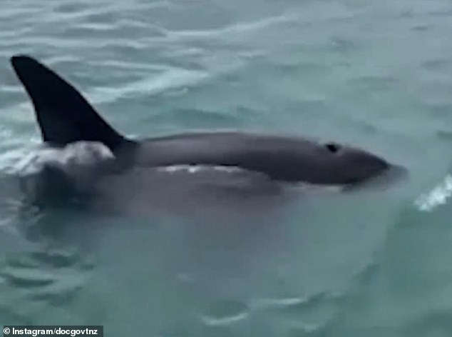 After a while, the pair of orcas returned to the group and the man who jumped into the water was still seen swimming around