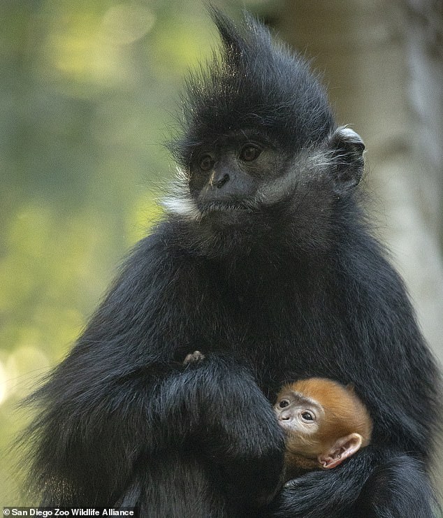 Baby Francois langurs are born with a distinctive orange coat that darkens to black as they grow