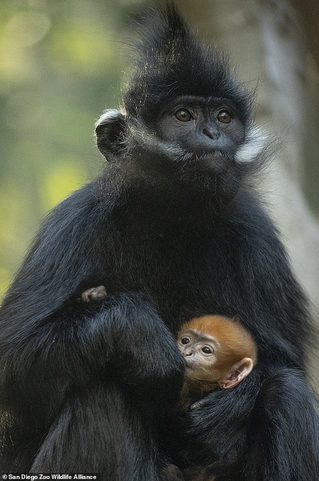 The 11-year-old mother is the first monkey trained to undergo ultrasound scans at the zoo