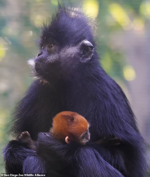 Francois' langurs, also known as Francois' leaf monkey, are native to northeastern Vietnam and southwestern China and there are only just over 2,000 left in the world